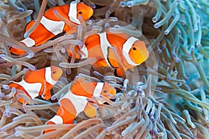 Clownfish