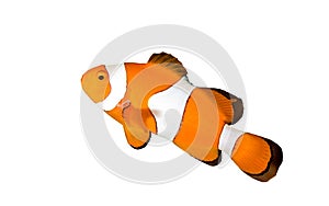 Clownfish