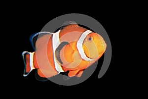 Clownfish