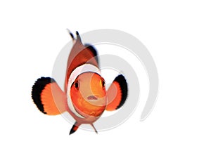 Clownfish