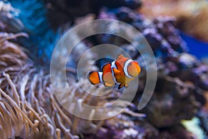 Clownfish