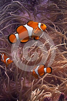 Clownfish