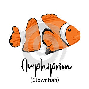 Clownfish. Amphiprion. Marine dweller with colorful body and fins for swimming