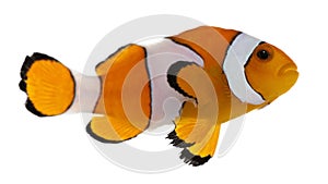 Clownfish, Amphiprion ocellaris photo