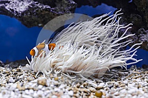 Clownfish (Amphiprion ocellaris) hiding in Sebae anemone (Heteractis crispa) photo