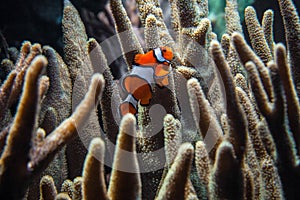 Clownfish Amphiprion ocellaris swimming
