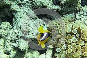 A clownfish Amphiprion Ocellaris . Yellow fish with black and white stripes