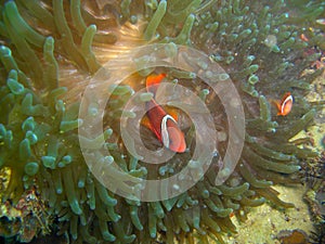 Clownfish (Amphiprion Percula) in the filipino sea 17.10.2012