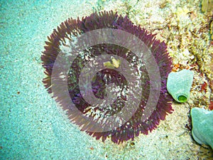 Clownfish (Amphiprion Percula) in the filipino sea 30.11.2012