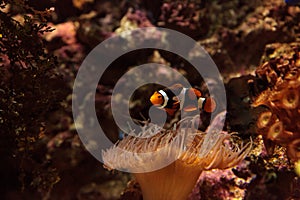 Clownfish, Amphiprioninae