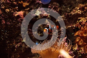 Clownfish, Amphiprioninae