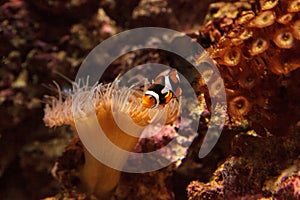 Clownfish, Amphiprioninae