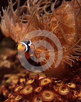 Clownfish, Amphiprioninae