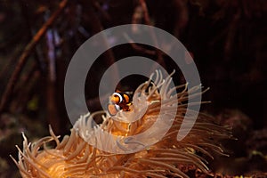 Clownfish, Amphiprioninae