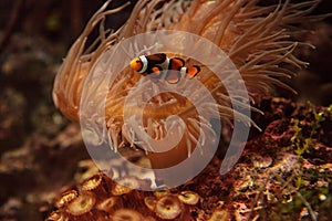 Clownfish, Amphiprioninae