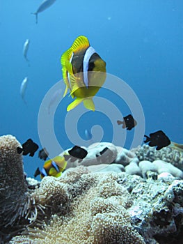 The clownfish amphiprioninae also called anemonefish, next to an sea anemone, in the Red Sea off the coast of Yanbu, in Saudi photo