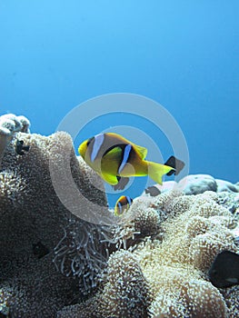 The clownfish amphiprioninae also called anemonefish, next to an sea anemone, in the Red Sea off the coast of Yanbu, in Saudi photo