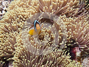 The clownfish amphiprioninae also called anemonefish, next to an sea anemone, in the Red Sea off the coast of Yanbu, in Saudi photo