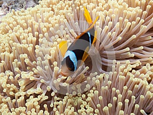 The clownfish amphiprioninae also called anemonefish, next to an sea anemone, in the Red Sea off the coast of Yanbu, in Saudi photo