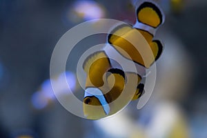 The clownfish amphiprioninae also called anemonefish, next to an sea anemone photo