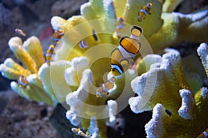 The clownfish amphiprioninae also called anemonefish, next to an sea anemone photo