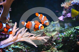 Clownfish or Amphiprioninae photo