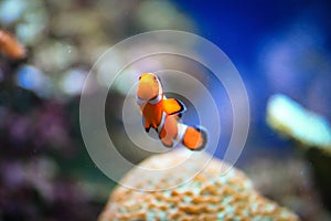 Clownfish or Amphiprioninae photo