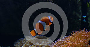 Clownfish Amphiprioninae Anemonefish Nemo Underwater