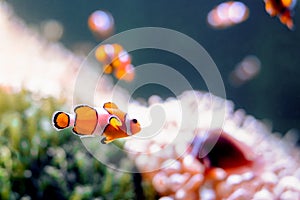 Clownfish, Amphiprioninae, in aquarium tank with reef as background. photo