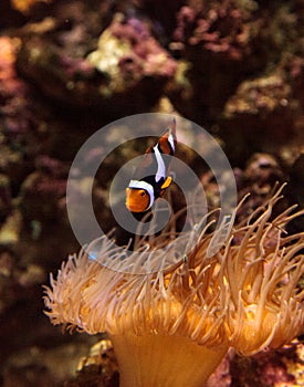 Clownfish, Amphiprioninae photo