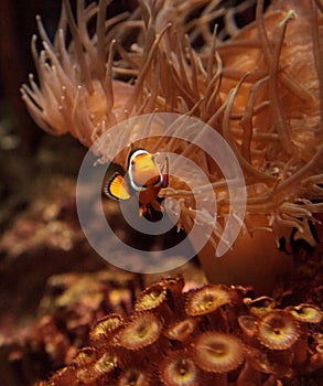 Clownfish, Amphiprioninae photo