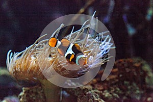 Clownfish, Amphiprioninae, in a marine fish photo