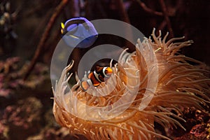 Clownfish Amphiprioninae and royal blue tang