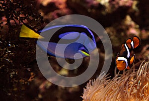 Clownfish Amphiprioninae and royal blue tang