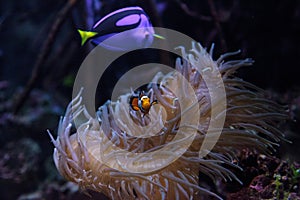 Clownfish Amphiprioninae and royal blue tang photo