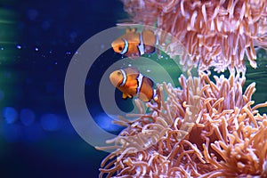 Clownfish or Amphiprioninae on Sea anemone background