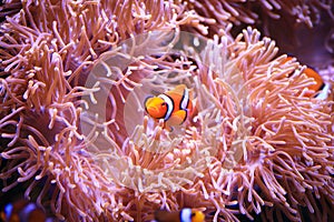 Clownfish or Amphiprioninae on Sea anemone background photo