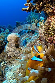 Clownfish in anemone