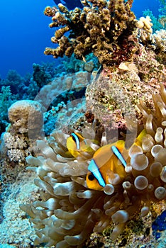 Clownfish in anemone