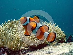 Clownfish and anemone