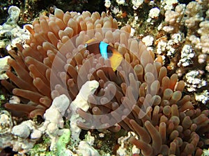 Clownfish in the anemone algae