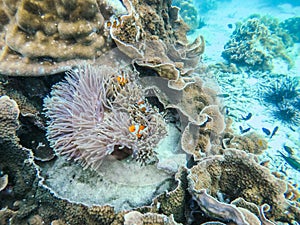 Clownfish and anemone clump at Boulder island