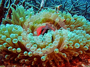 Clownfish & Anemone Coral