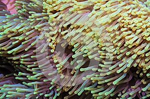 Clownfish and anemone on a tropical coral reef