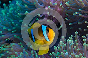 Clownfish and anemone on a tropical coral reef