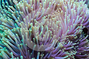 Clownfish and anemone on a tropical coral reef