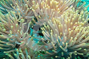 Clownfish and anemone on a tropical coral reef