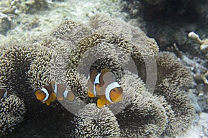 Clownfish in anemone under the sea