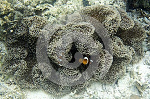 Clownfish in anemone under the sea