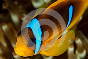 Clownfish or anemonefish